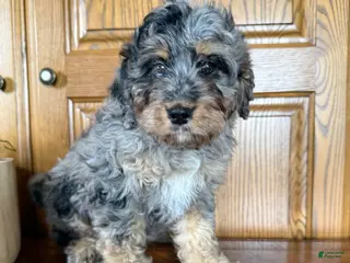 Mini Bernedoodle dogs for sale: Milo - Ad 1