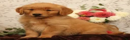 Golden Retriever dogs for sale: Hansel - Ad 5