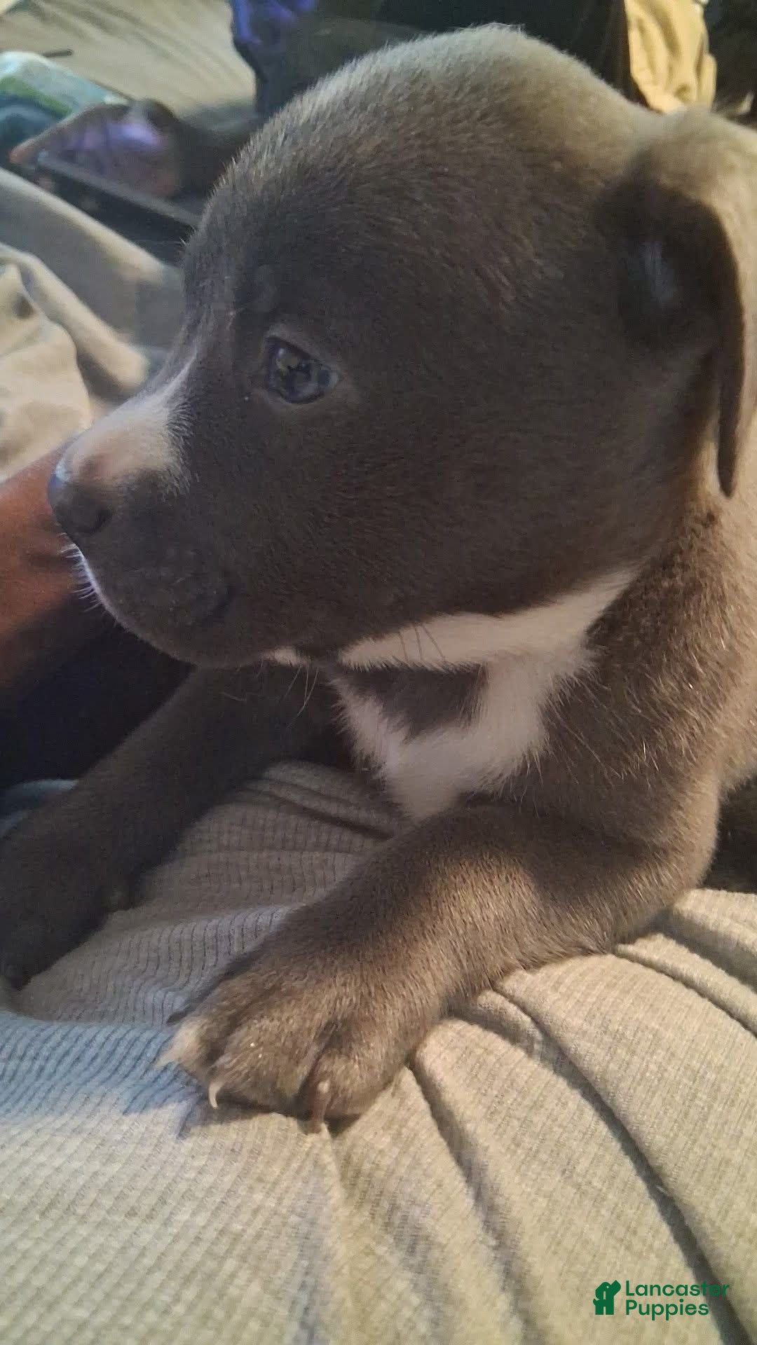 American Pit Bull Terrier dogs American Pit Bull Terrier 1 - Ad 26