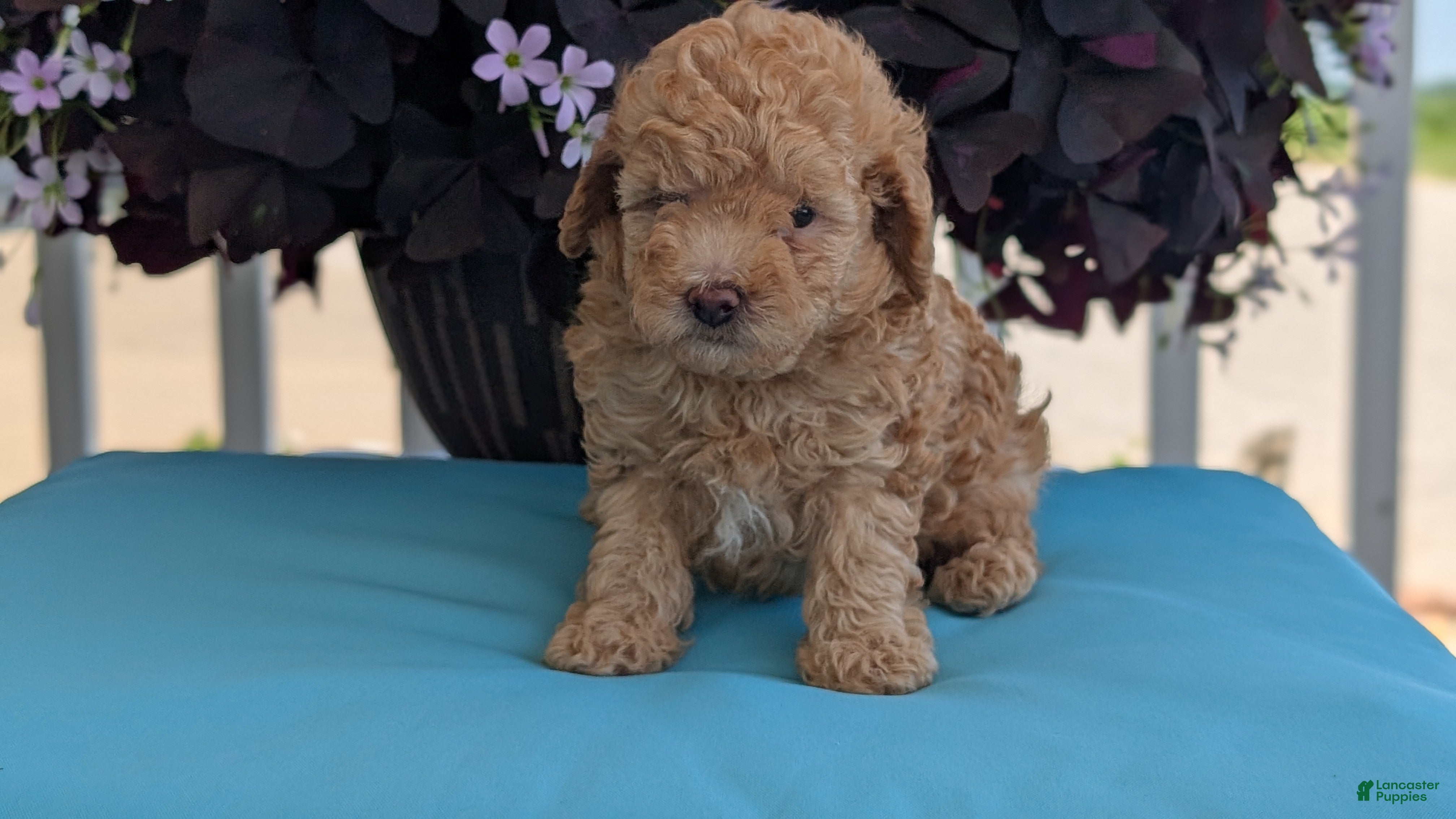 Toy Poodle dogs Timmy - Ad 2