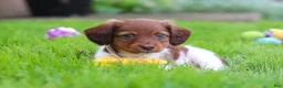 Miniature Dachshund dogs for sale: Archie - Ad 4