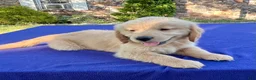 Golden Retriever dogs for sale: Chip - Ad 6