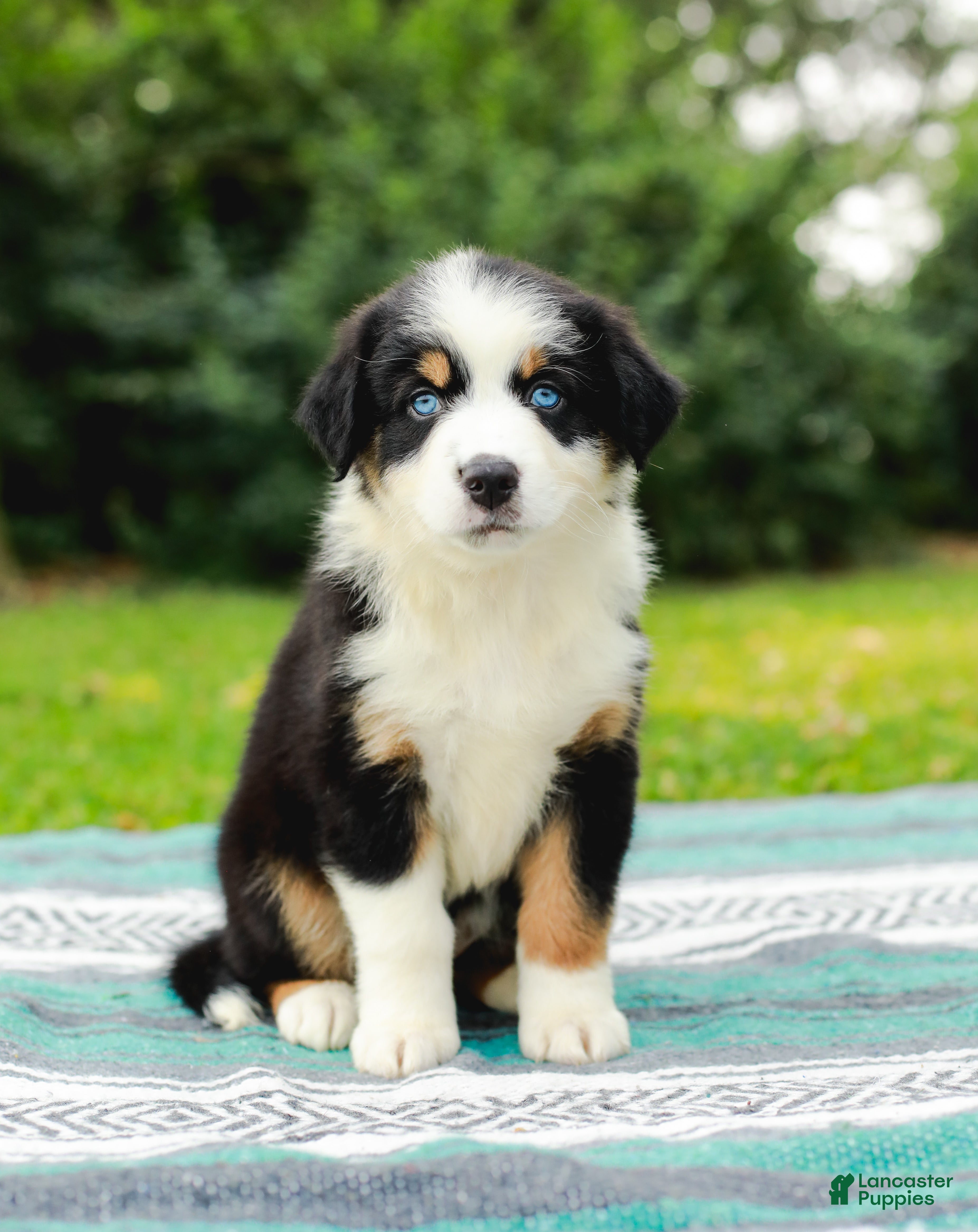 Australian Shepherd dogs Tess - Ad 1