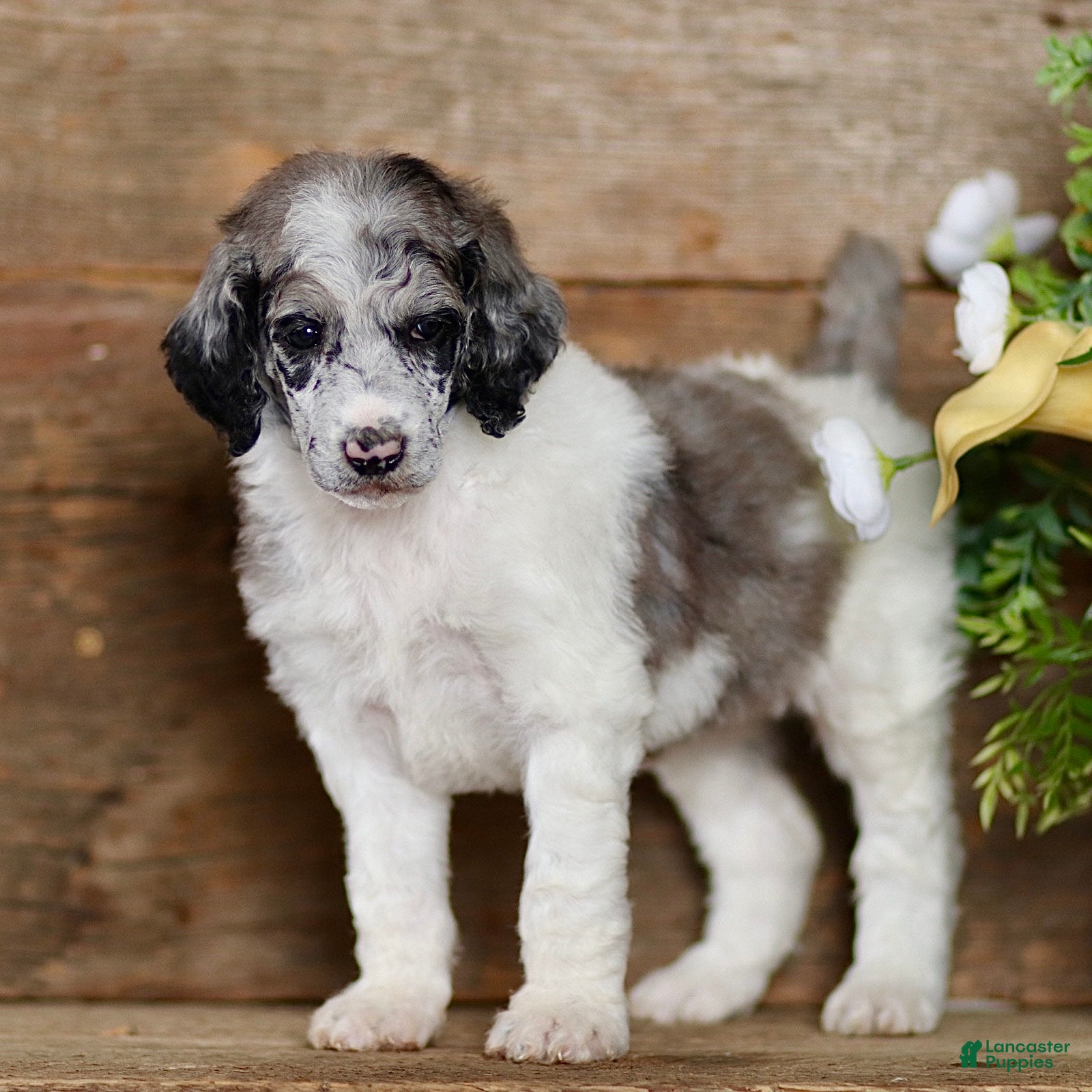 Standard Poodle dogs Tory - Ad 1