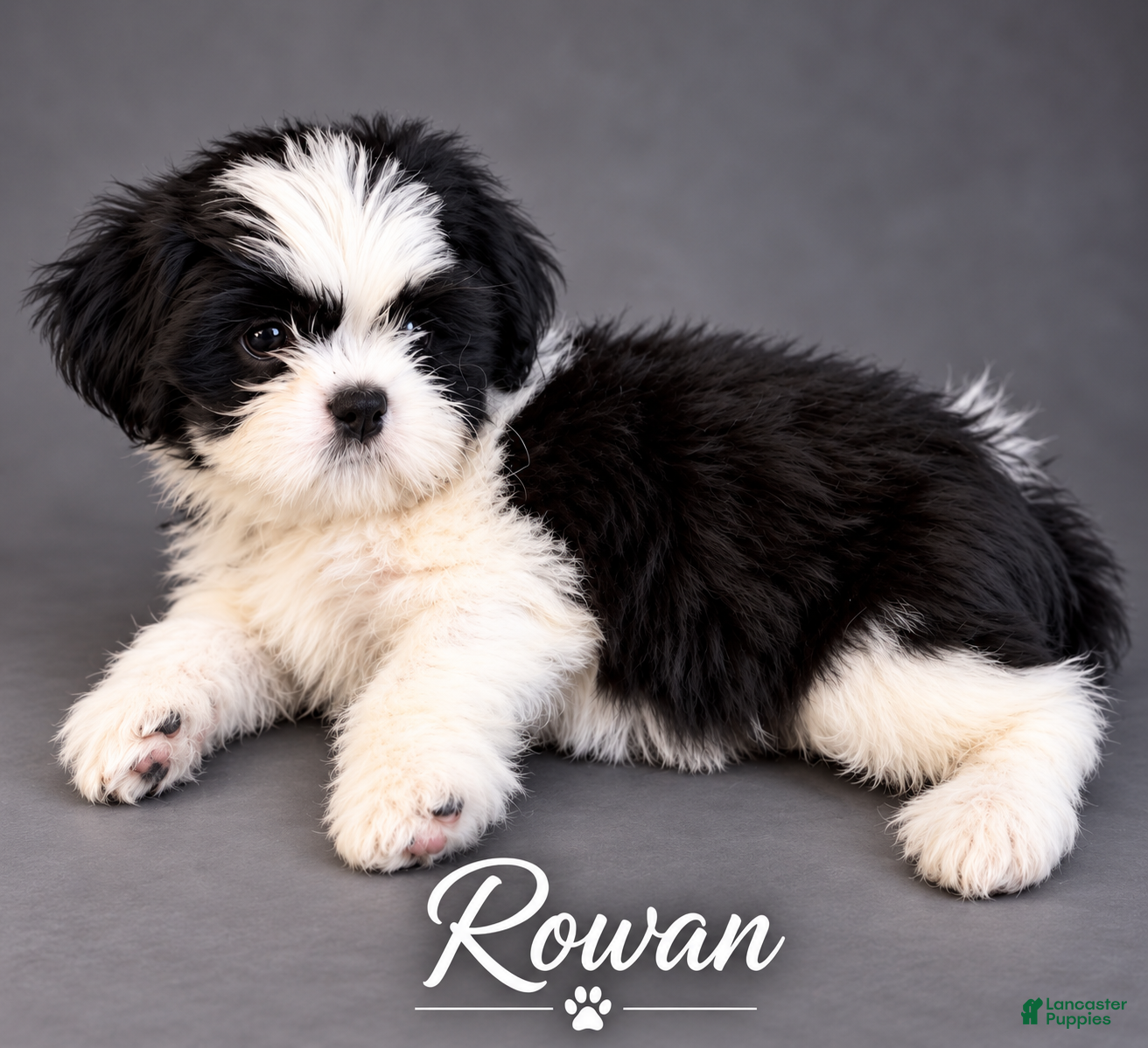 Shih Tzu dogs Rowan - Ad 9