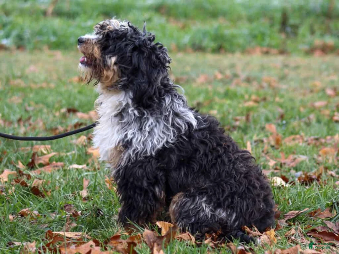 Mini Bernedoodle dogs for sale: Allisa - Ad 2
