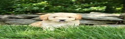 Maltipoo dogs for sale: Sandy - Ad 2