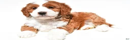 Mini Goldendoodle dogs for sale: Harper - Ad 1