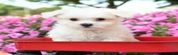 Maltese dogs for sale: Yoshi - Ad 1