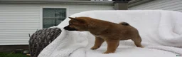 Shiba Inu dogs for sale: Keisha - Ad 7