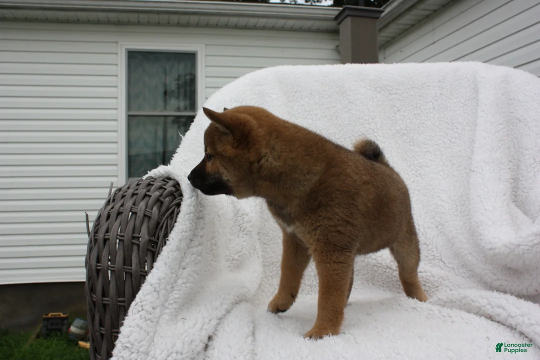 Shiba Inu dogs for sale: Keisha - Ad 7