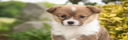 Welsh Corgi Pembroke dogs for sale: Jessie - Ad 3