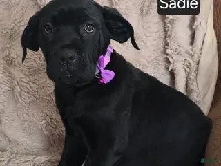 Cane Corso dogs Sadie - Ad 3