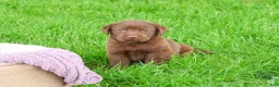 Labrador Retriever dogs for sale: Coco - Ad 5