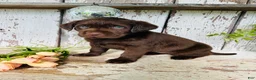 Labrador Retriever dogs for sale: Tessa  - Ad 5