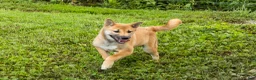 Shiba Inu dogs for sale: Jake - Ad 5