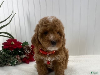 Toy Poodle dogs Conrad - Ad 27