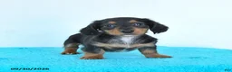 Miniature Dachshund dogs for sale: Cedar - Ad 1