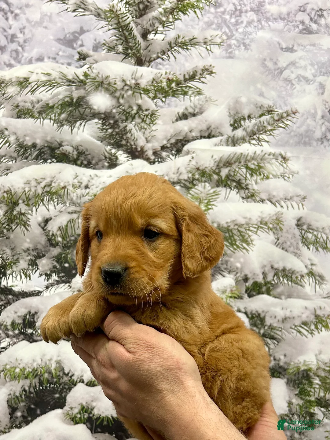 Golden Retriever dogs for sale: Charlie  - Ad 9