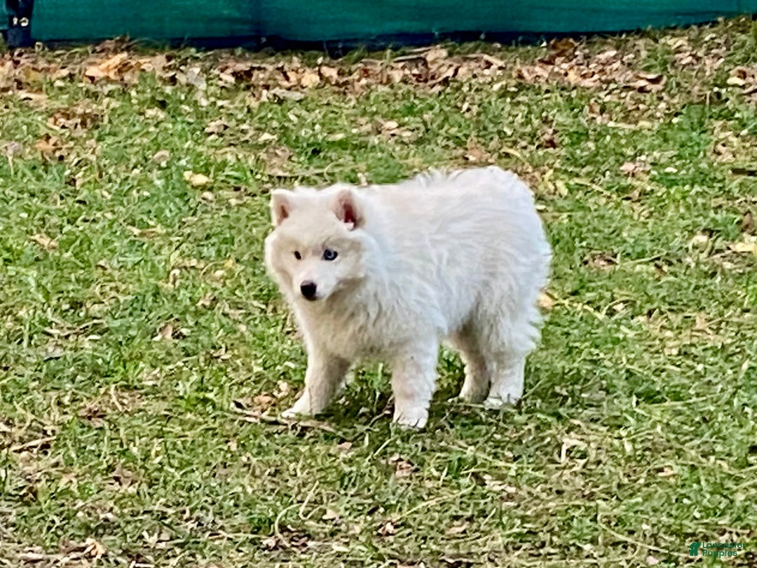 Pomsky dogs for sale: Marty - Ad 7