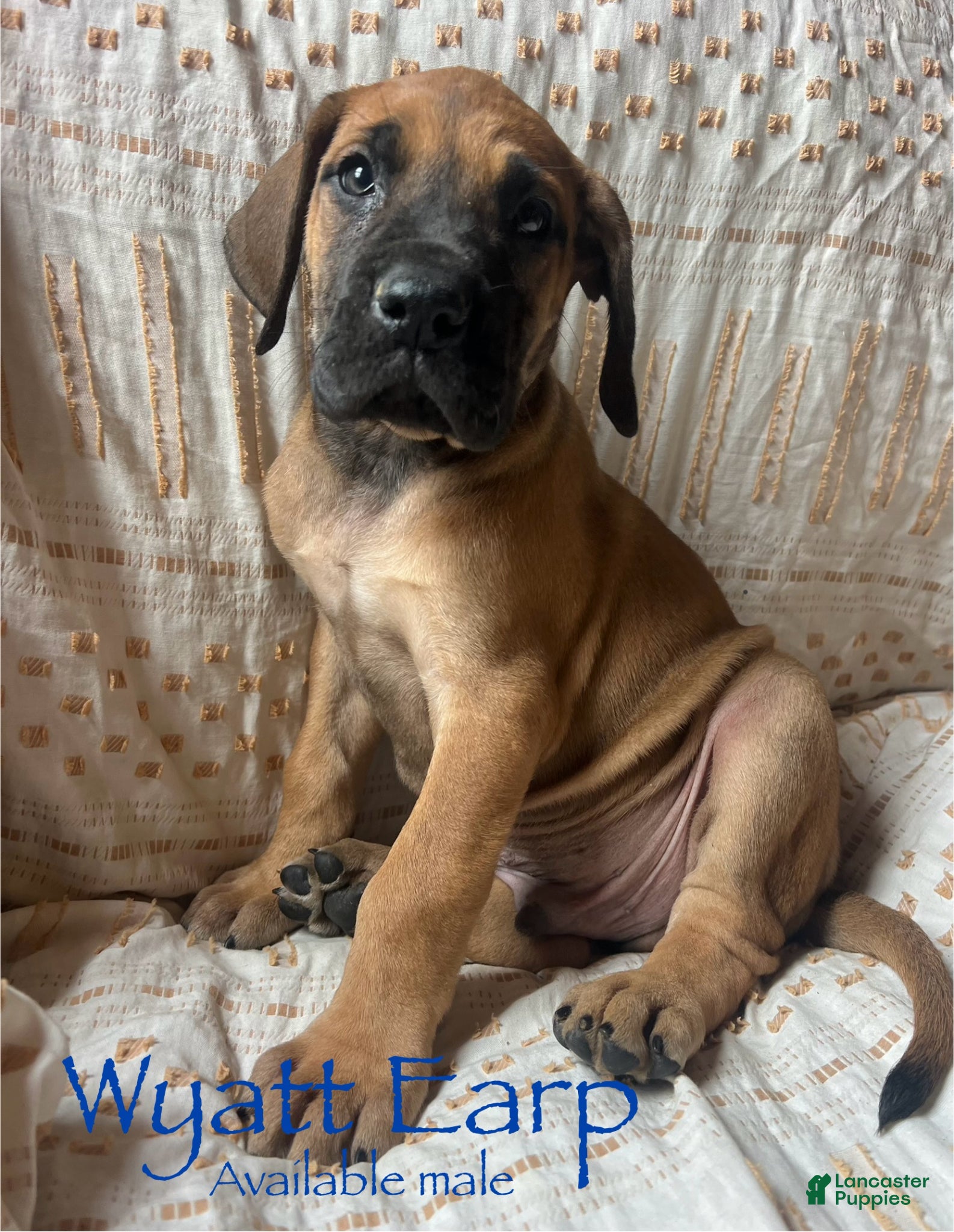 Great Dane dogs Wyatt Earp - Ad 8
