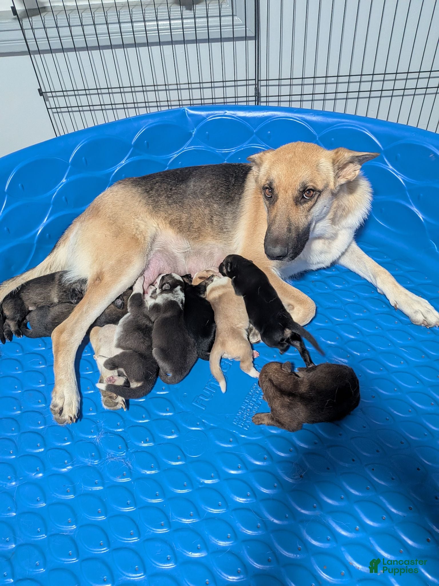 German Shepherd dogs German Shepherd 4 - Ad 2