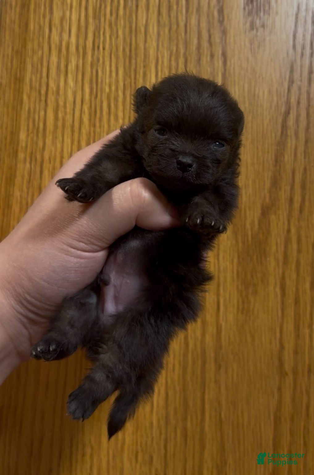 Pomeranian dogs Ant - Ad 37