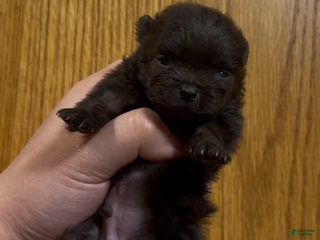 Pomeranian dogs Ant - Ad 7