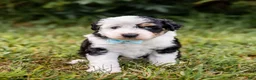 Aussiedoodle dogs for sale: Fuse - Ad 2