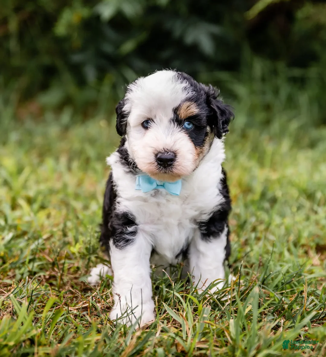 Aussiedoodle dogs for sale: Fuse - Ad 2