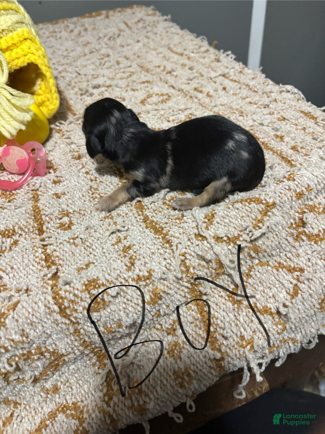 Miniature Dachshund dogs for sale: Snoopy - Ad 1