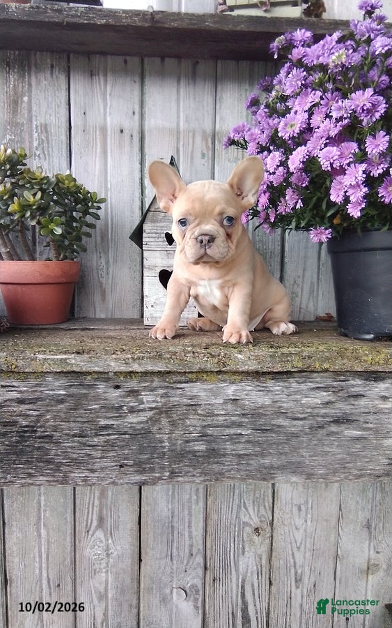 French Bulldog dogs Autumn - Ad 1
