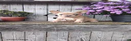 French Bulldog dogs for sale: Autumn - Ad 1