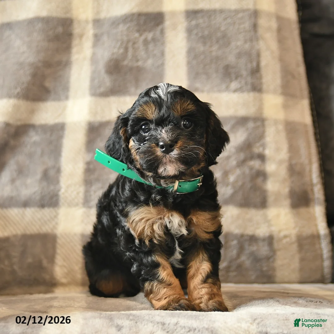 Cavapoo dogs for sale: Callie  - Ad 3