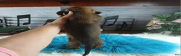 Dachshund dogs for sale: Nationwide delivery. Gloria's sable boy - Ad 8