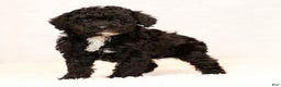 Miniature Poodle dogs for sale: Freeman - Ad 6