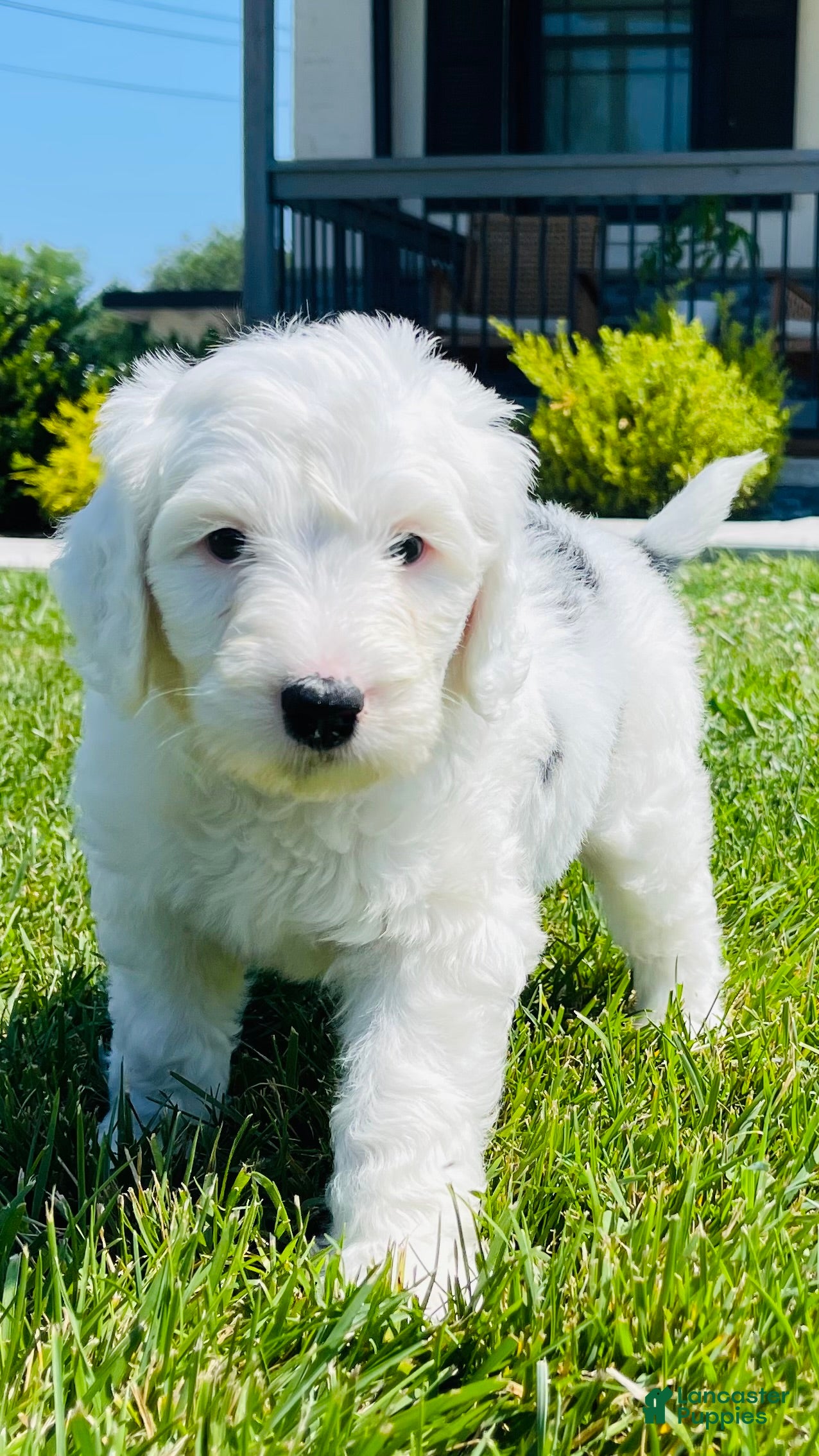 Sheepadoodle dogs Lily  - Ad 31