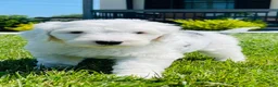 Sheepadoodle dogs for sale: Lily  - Ad 6