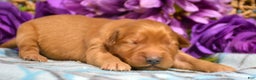 Golden Retriever dogs for sale: Golden Retriever Puppy 6 Gabby - Ad 1