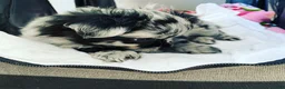 Pomeranian dogs for sale: Pomeranian Puppy 2 - Ad 1