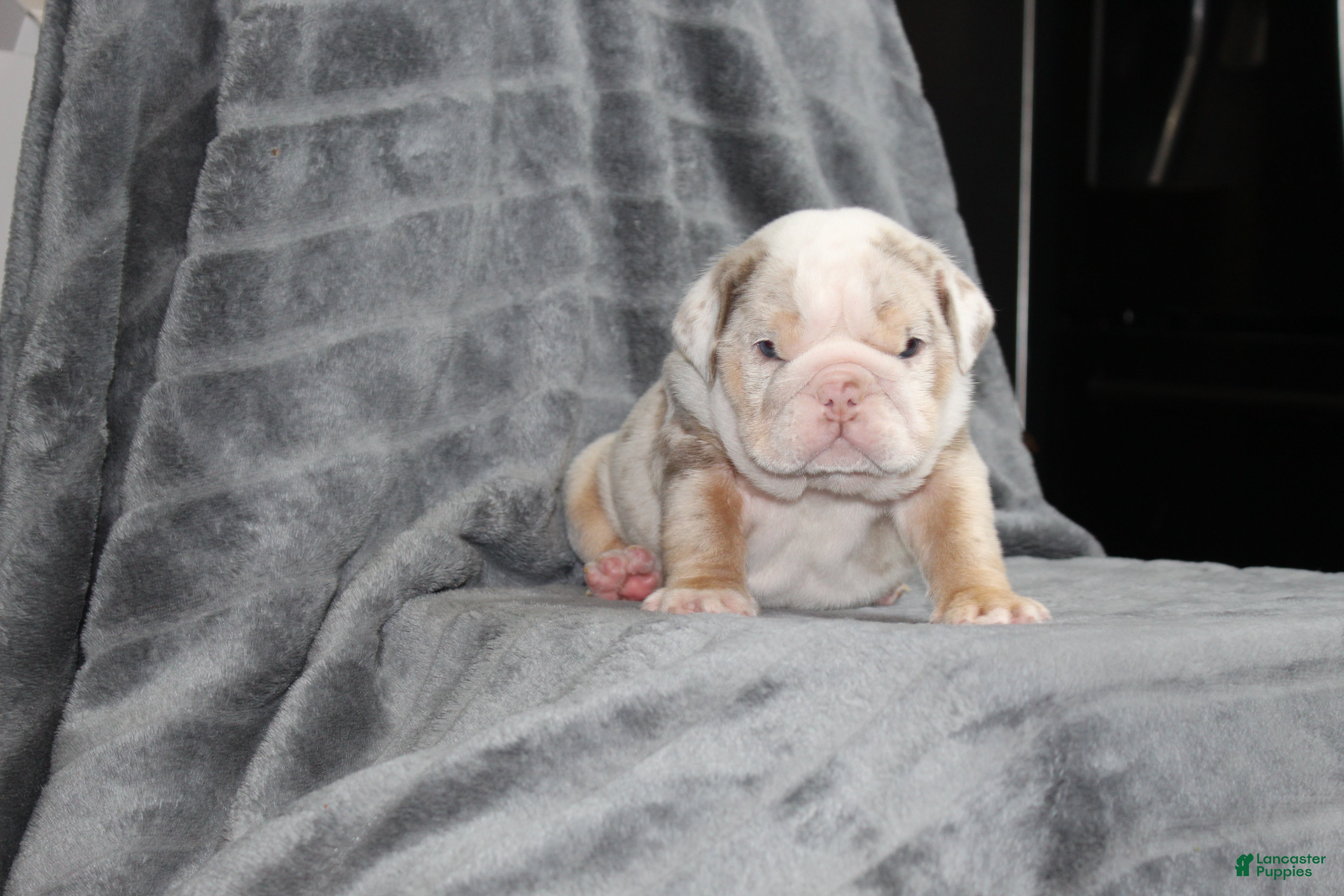English Bulldog dogs for sale: Rosie - Ad 4