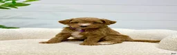 Mini Goldendoodle dogs for sale: Daisy  🌼🥰 - Ad 10