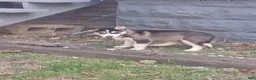 Gerberian Shepsky dogs for sale: Gerberian Shepsky 4 - Ad 3