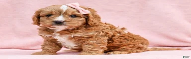 Oralee Cavapoo Puppy