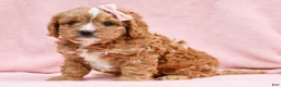 Cavapoo dogs for sale: Oralee Cavapoo Puppy - Ad 1