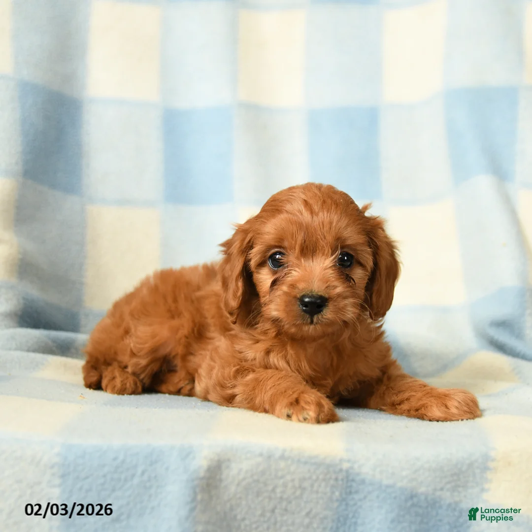Cavapoo dogs for sale: Charlotte - Ad 2