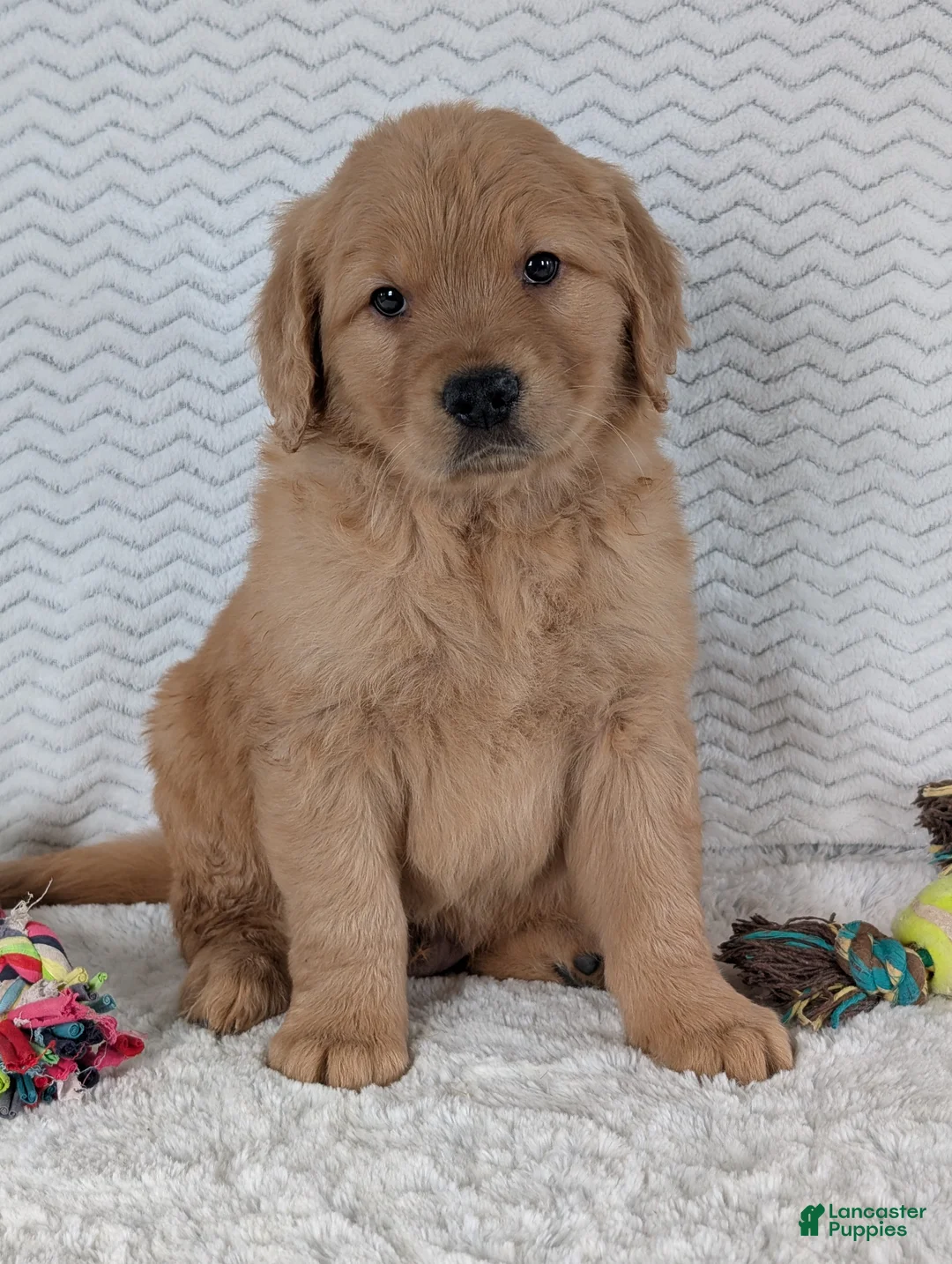Golden Retriever dogs for sale: Parker  - Ad 18