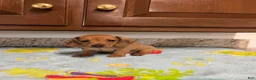 Miniature Dachshund dogs for sale: Addie - Ad 1