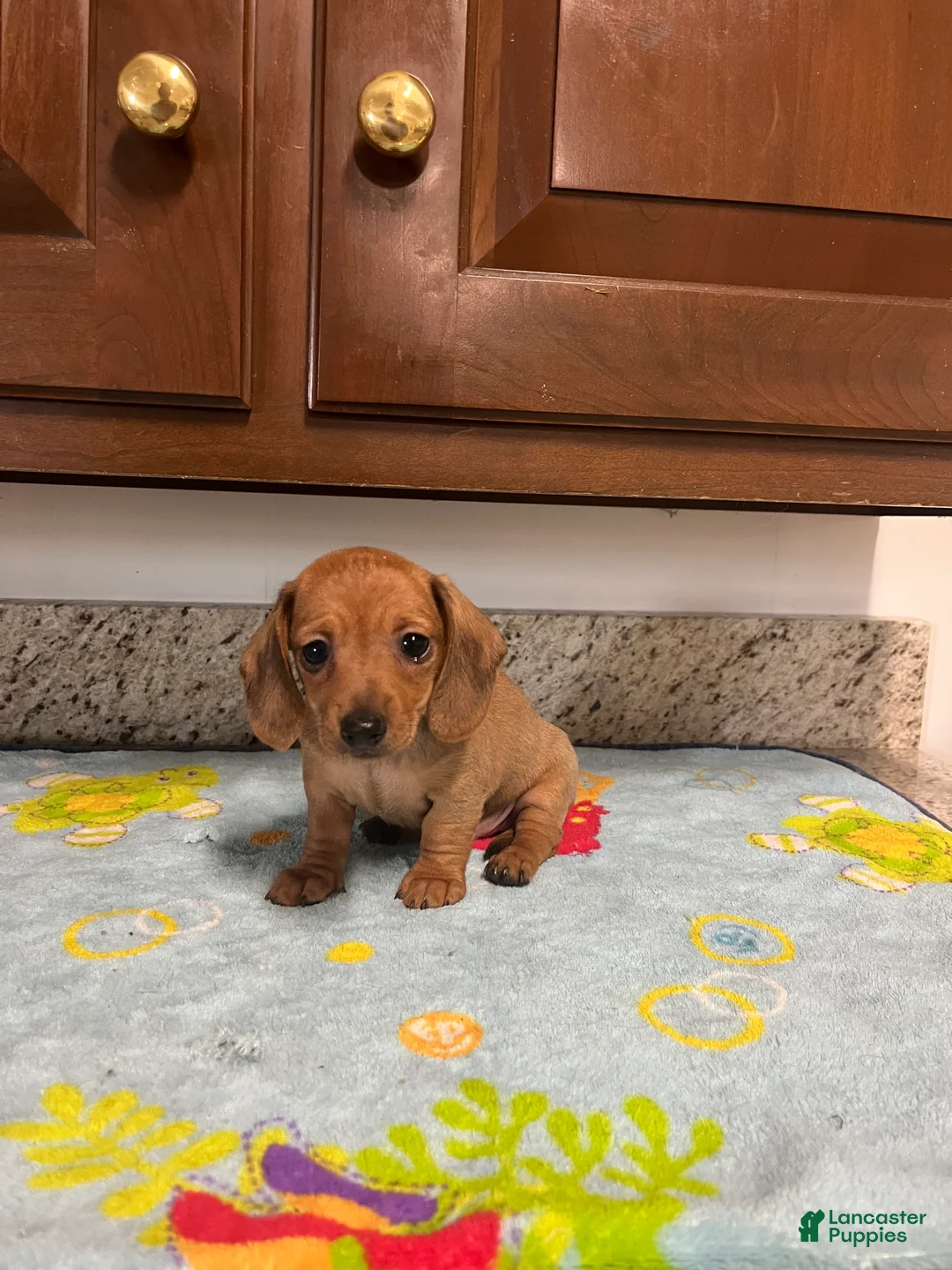 Miniature Dachshund dogs for sale: Addie - Ad 1