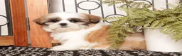 Shih Tzu dogs for sale: Aspen - ACA Shihtzu  - Ad 3